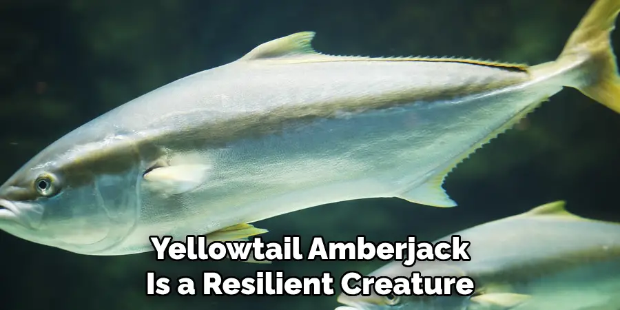 Yellowtail Amberjack Is a Resilient Creature
