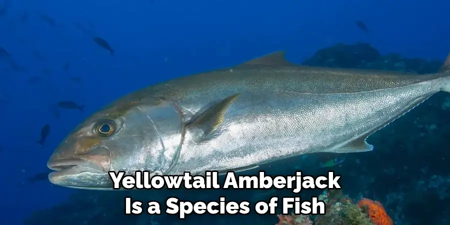 Yellowtail Amberjack Is a Species of Fish
