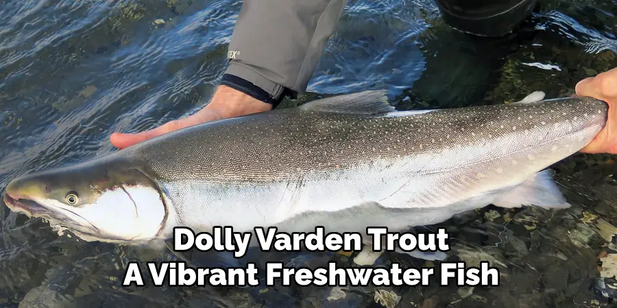 Dolly Varden Trout A Vibrant Freshwater Fish