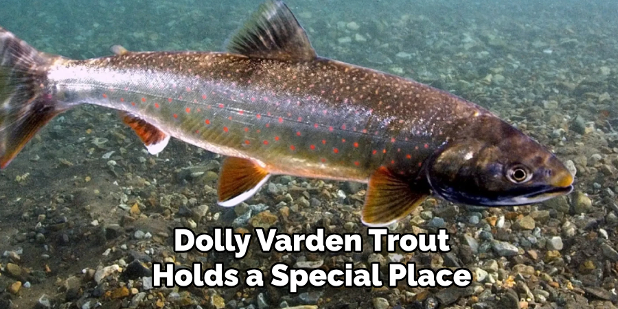 Dolly Varden Trout Holds a Special Place