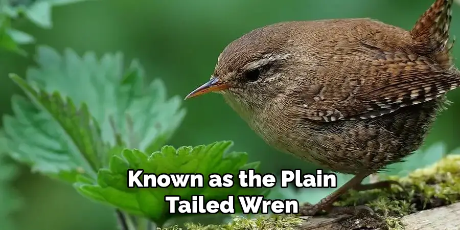 Known as the Plain Tailed Wren