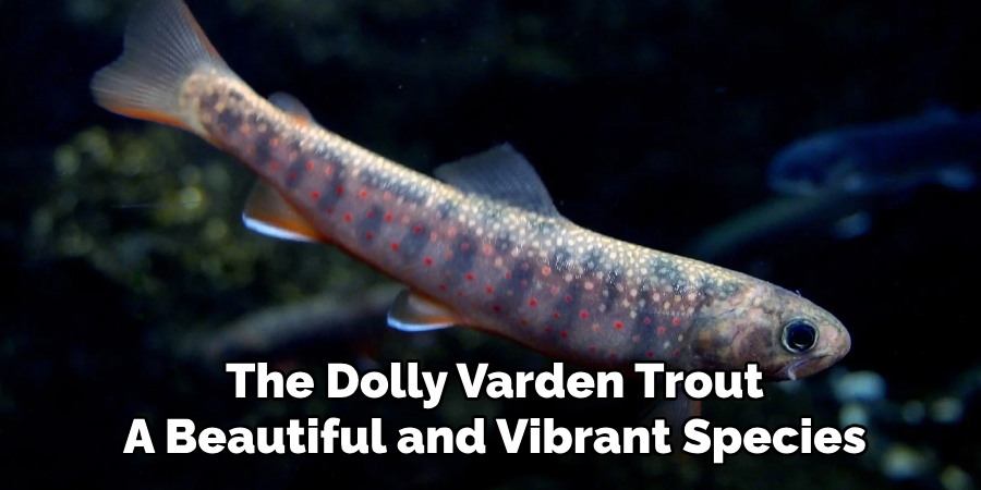 The Dolly Varden Trout A Beautiful and Vibrant Species