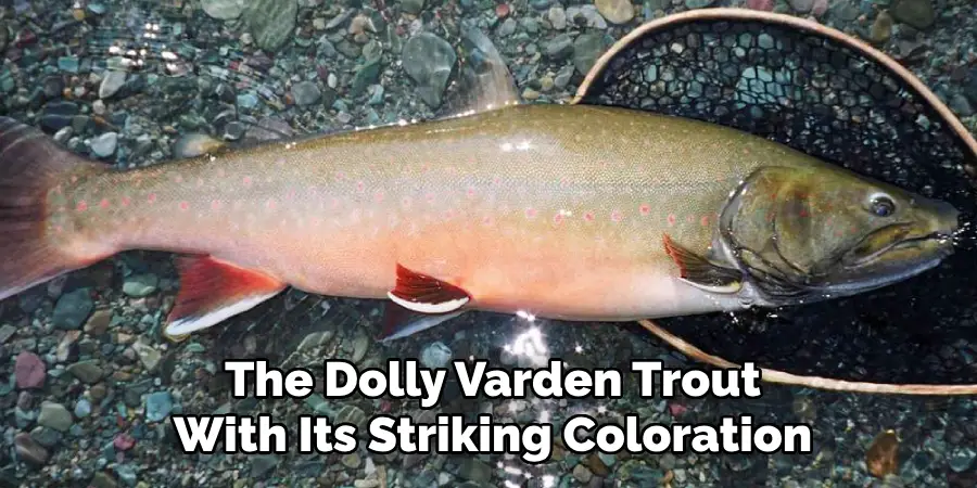 The Dolly Varden Trout With Its Striking Coloration