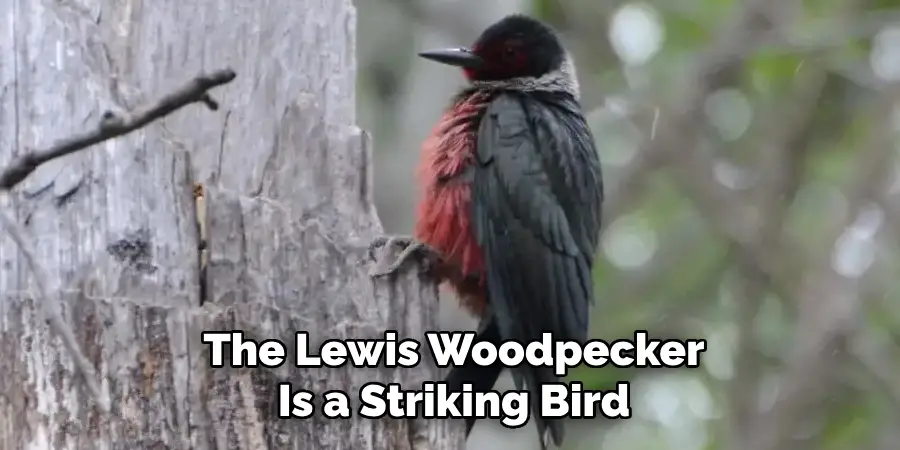 The Lewis Woodpecker Is a Striking Bird