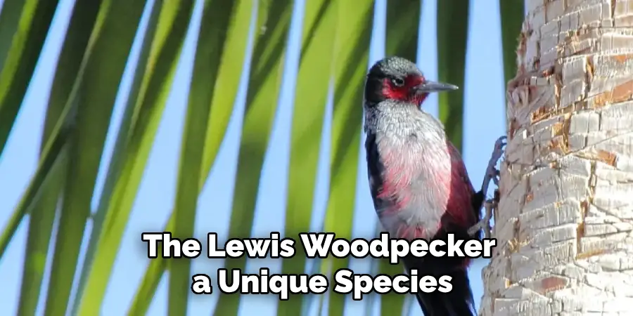 The Lewis Woodpecker a Unique Species