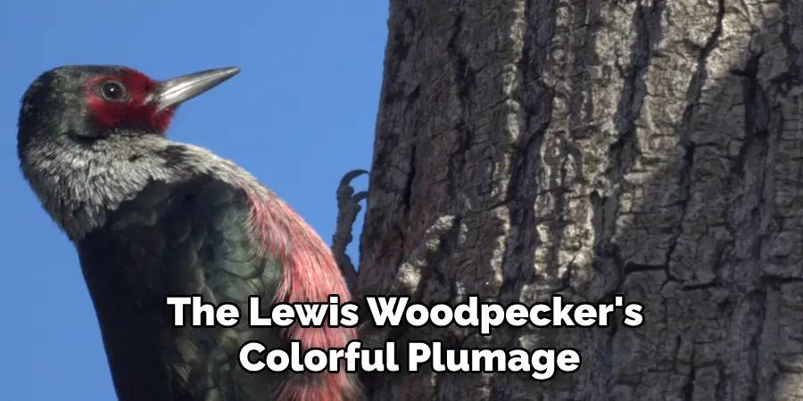 The Lewis Woodpecker's Colorful Plumage