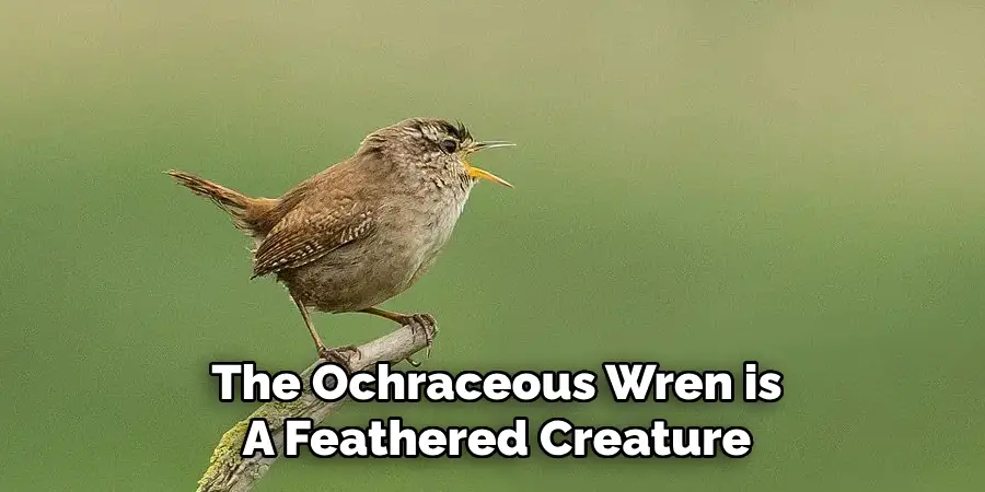 The Ochraceous Wren is A Feathered Creature