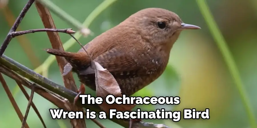 The Ochraceous Wren is a Fascinating Bird