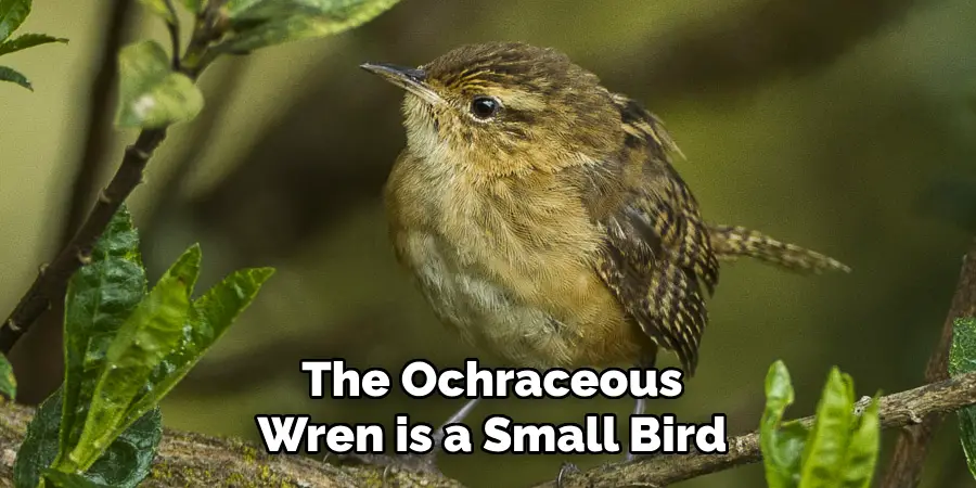 The Ochraceous Wren is a Small Bird