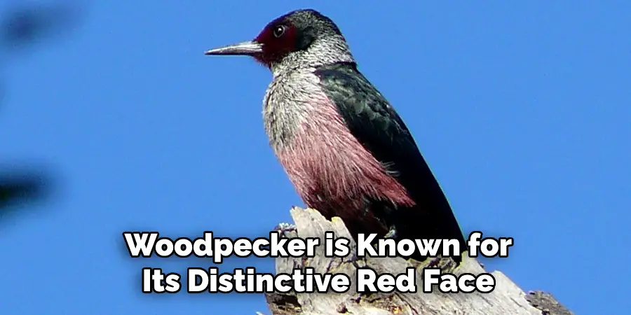 Woodpecker is Known for Its Distinctive Red Face