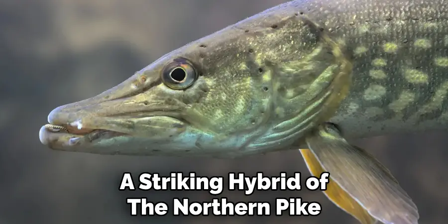 A Striking Hybrid of The Northern Pike