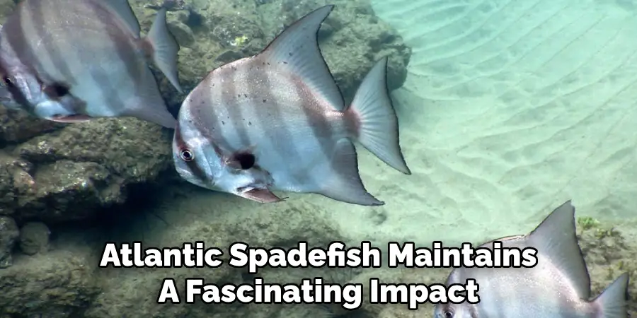 Atlantic Spadefish Maintains A Fascinating Impact