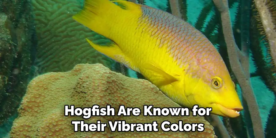 Hogfish Are Known for Their Vibrant Colors