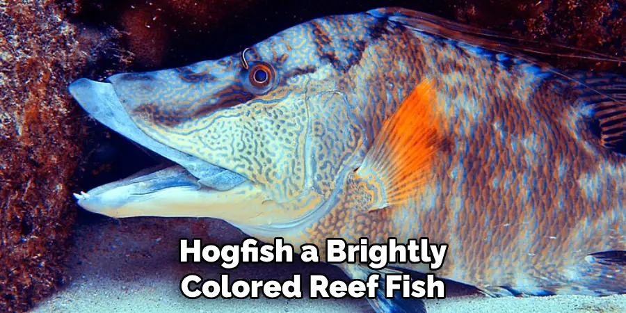 Hogfish a Brightly Colored Reef Fish