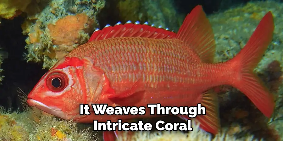 It Weaves Through Intricate Coral