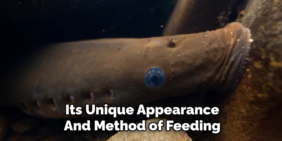 Its Unique Appearance And Method of Feeding