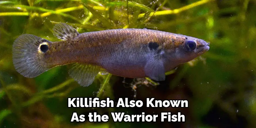 Killifish Also Known As the Warrior Fish