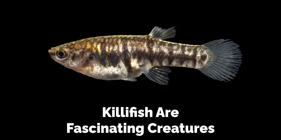 Killifish Are Fascinating Creatures