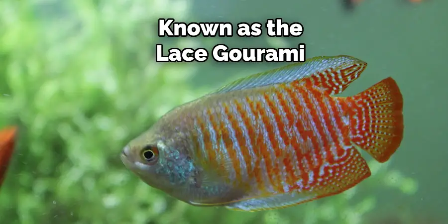 Known as the Lace Gourami