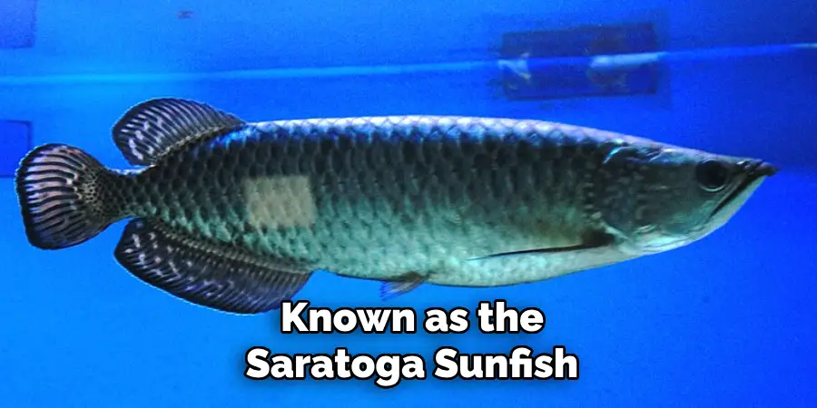Known as the Saratoga Sunfish