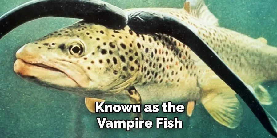 Known as the Vampire Fish