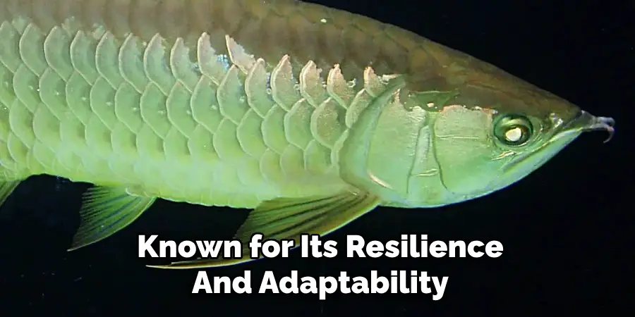 Known for Its Resilience And Adaptability