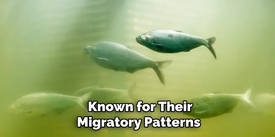 Known for Their Migratory Patterns