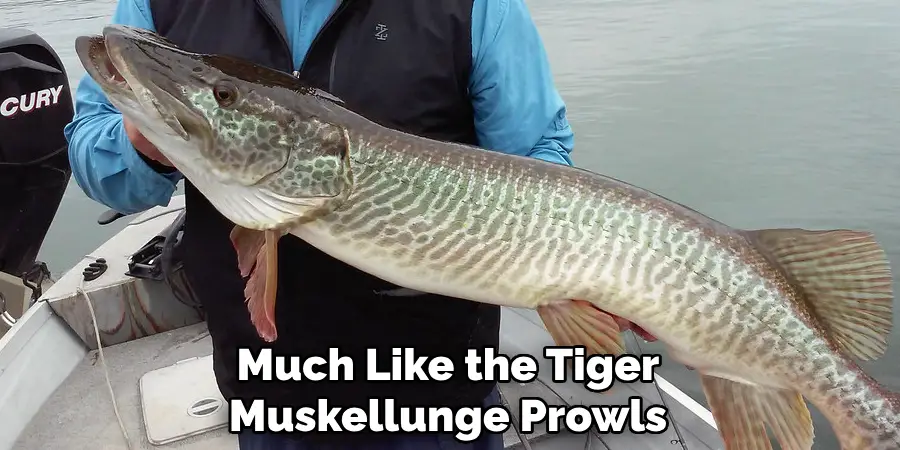 Much Like the Tiger Muskellunge Prowls