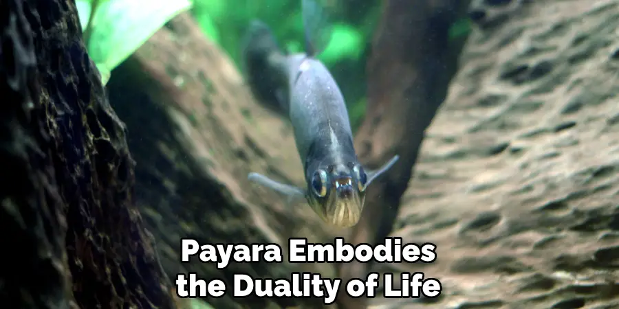 Payara Embodies the Duality of Life