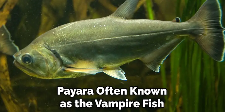 Payara, Often Known as the Vampire Fish