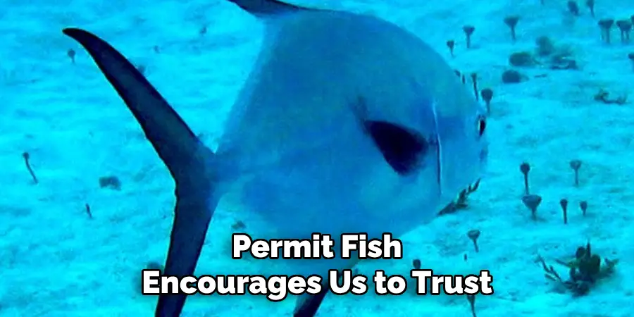Permit Fish Encourages Us to Trust