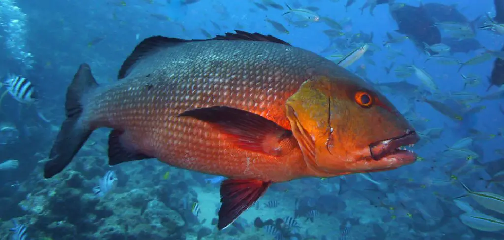 Red Snapper Spiritual Meaning