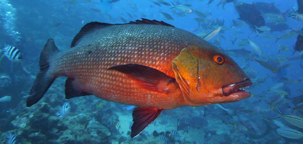 Red Snapper Spiritual Meaning