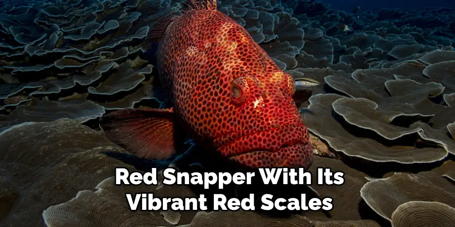 Red Snapper With Its Vibrant Red Scales