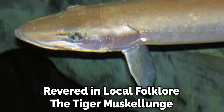 Revered in Local Folklore, the Tiger Muskellunge