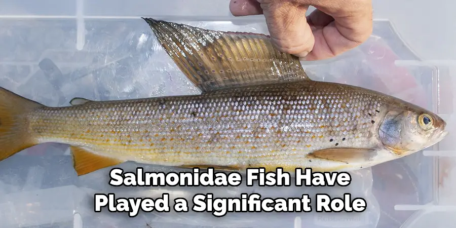 Salmonidae Fish Have Played a Significant Role