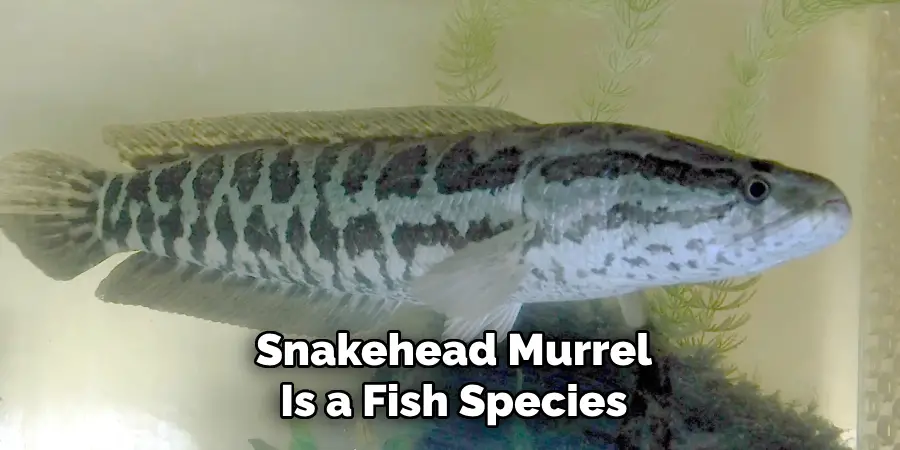 Snakehead Murrel Is a Fish Species