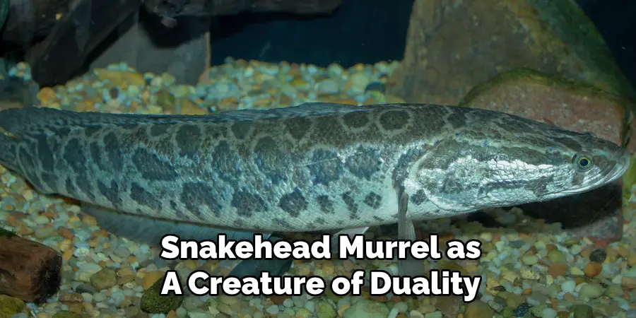 Snakehead Murrel as A Creature of Duality