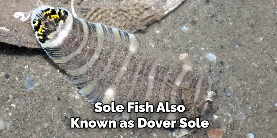 Sole Fish Also Known as Dover Sole