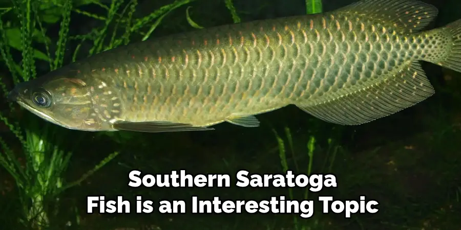 Southern Saratoga Fish is an Interesting Topic