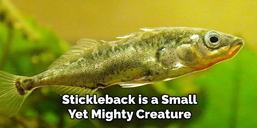 Stickleback is a Small Yet Mighty Creature