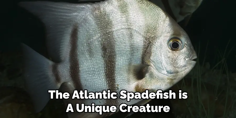 The Atlantic Spadefish is A Unique Creature