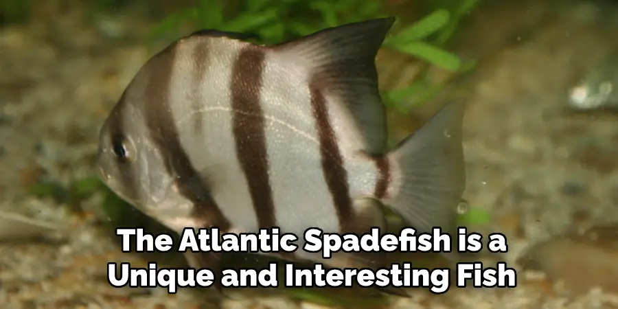 The Atlantic Spadefish is a Unique and Interesting Fish