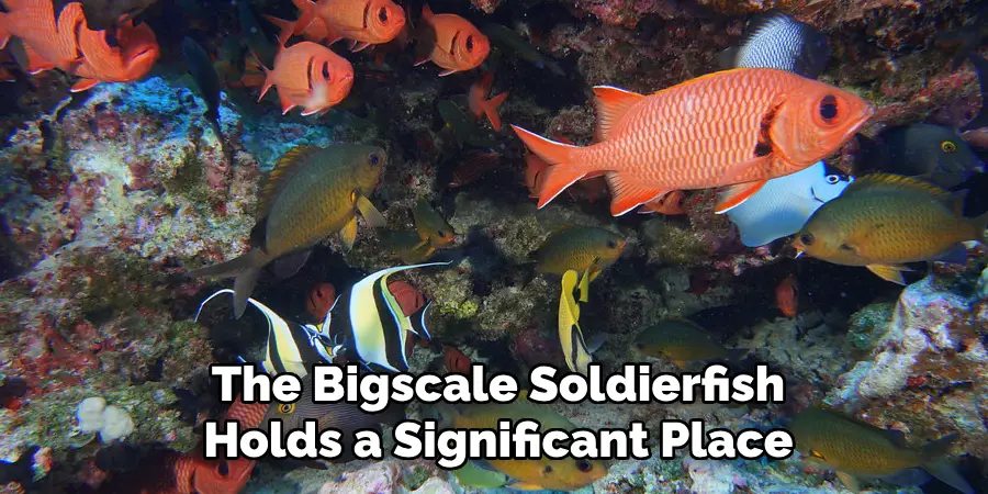 The Bigscale Soldierfish Holds a Significant Place