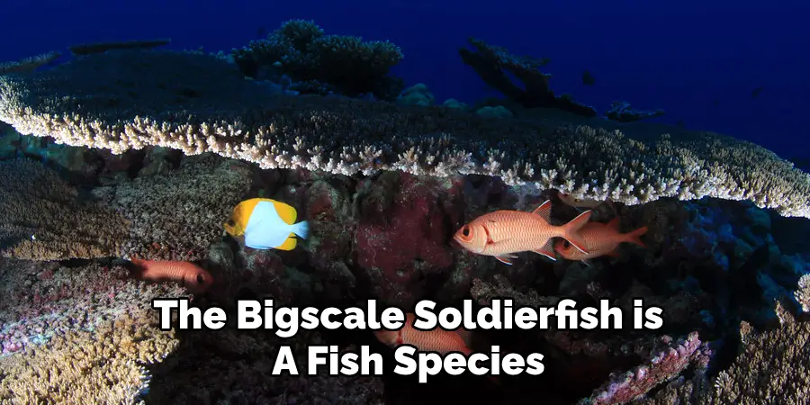 The Bigscale Soldierfish is A Fish Species