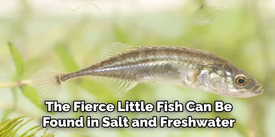 The Fierce Little Fish Can Be Found in Salt and Freshwater