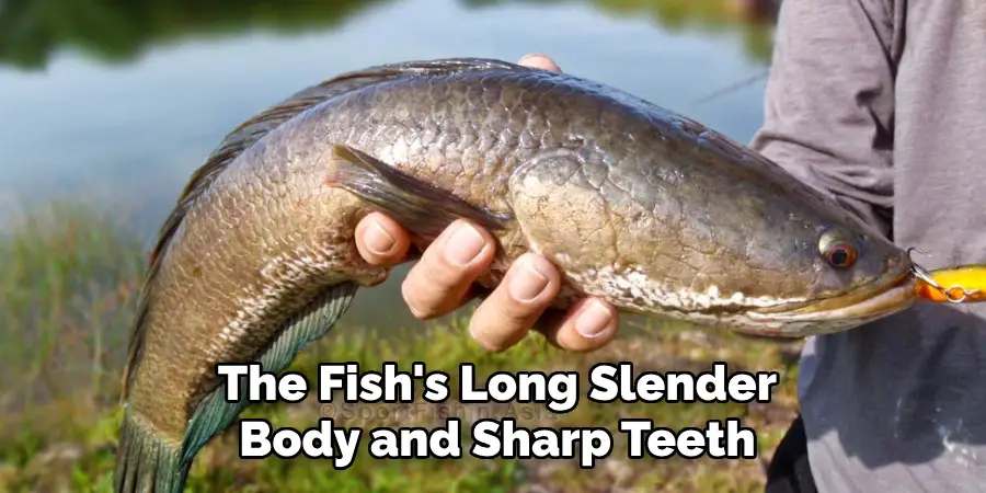 The Fish's Long Slender Body and Sharp Teeth