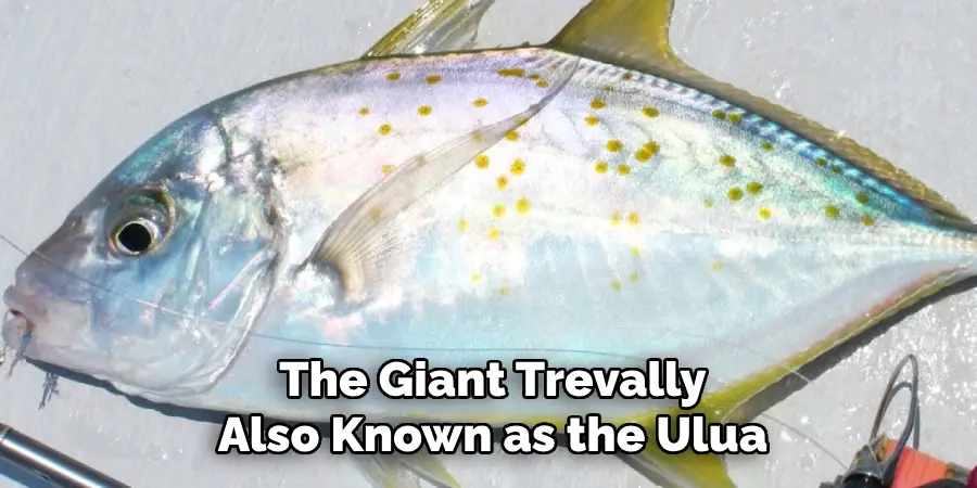 The Giant Trevally Also Known as the Ulua