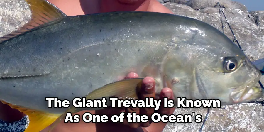 The Giant Trevally is Known As One of the Ocean's