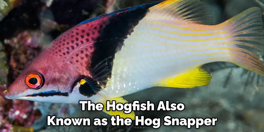 The Hogfish Also Known as the Hog Snapper